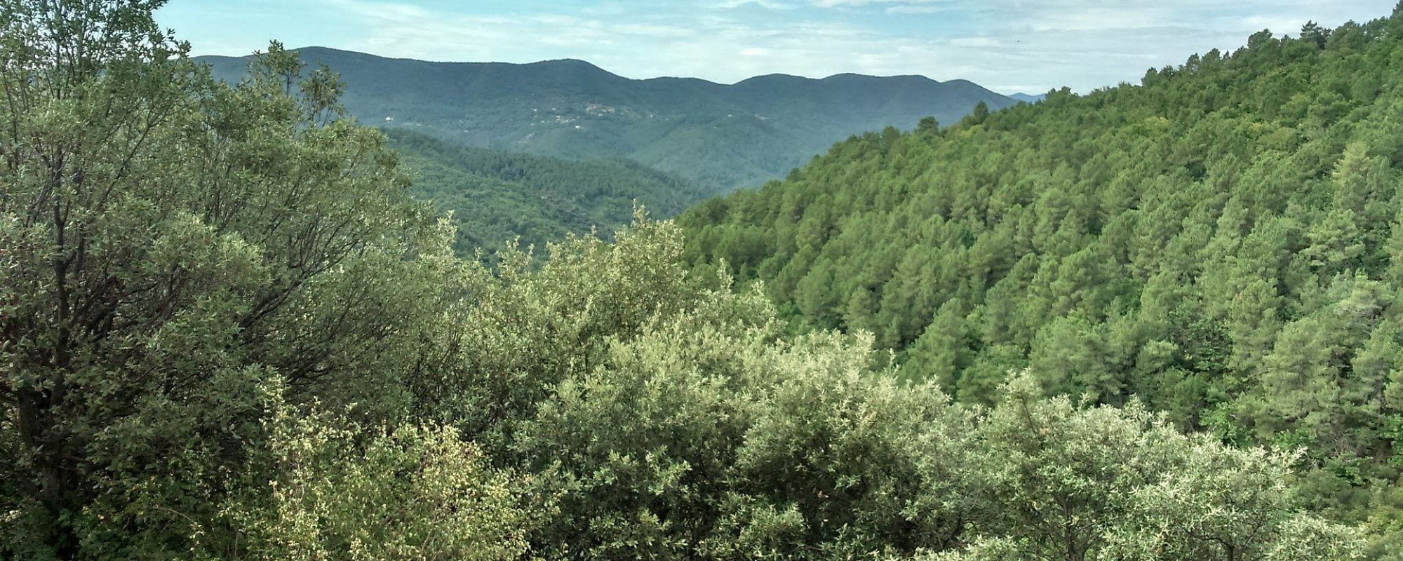 nature-993980_1920