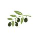 Olive logo template vector icon illustration design
