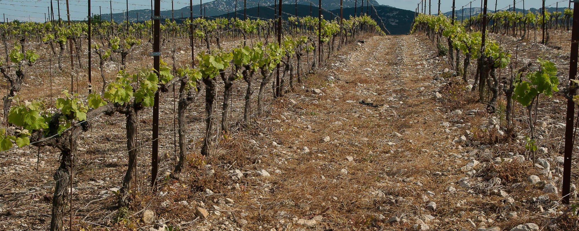 vineyard-1371348_1920